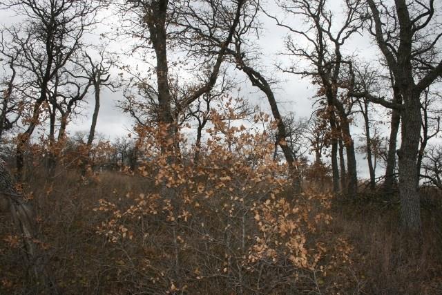 D69 Hensley Road Gordon, TX 76453 - Photo 33 of 34