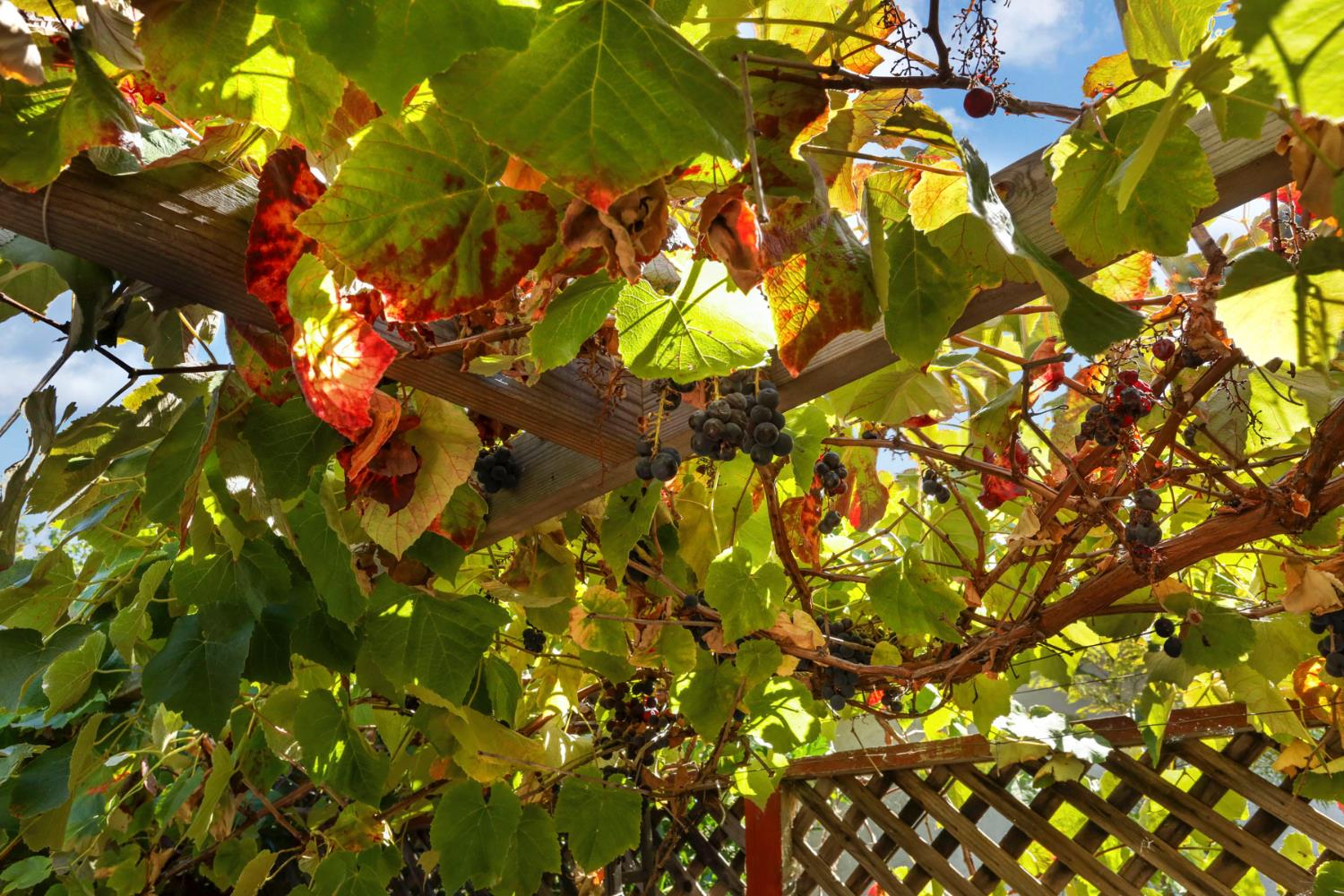 77 Barnes Lane Fremont, CA 94536 - Photo 52 of 63