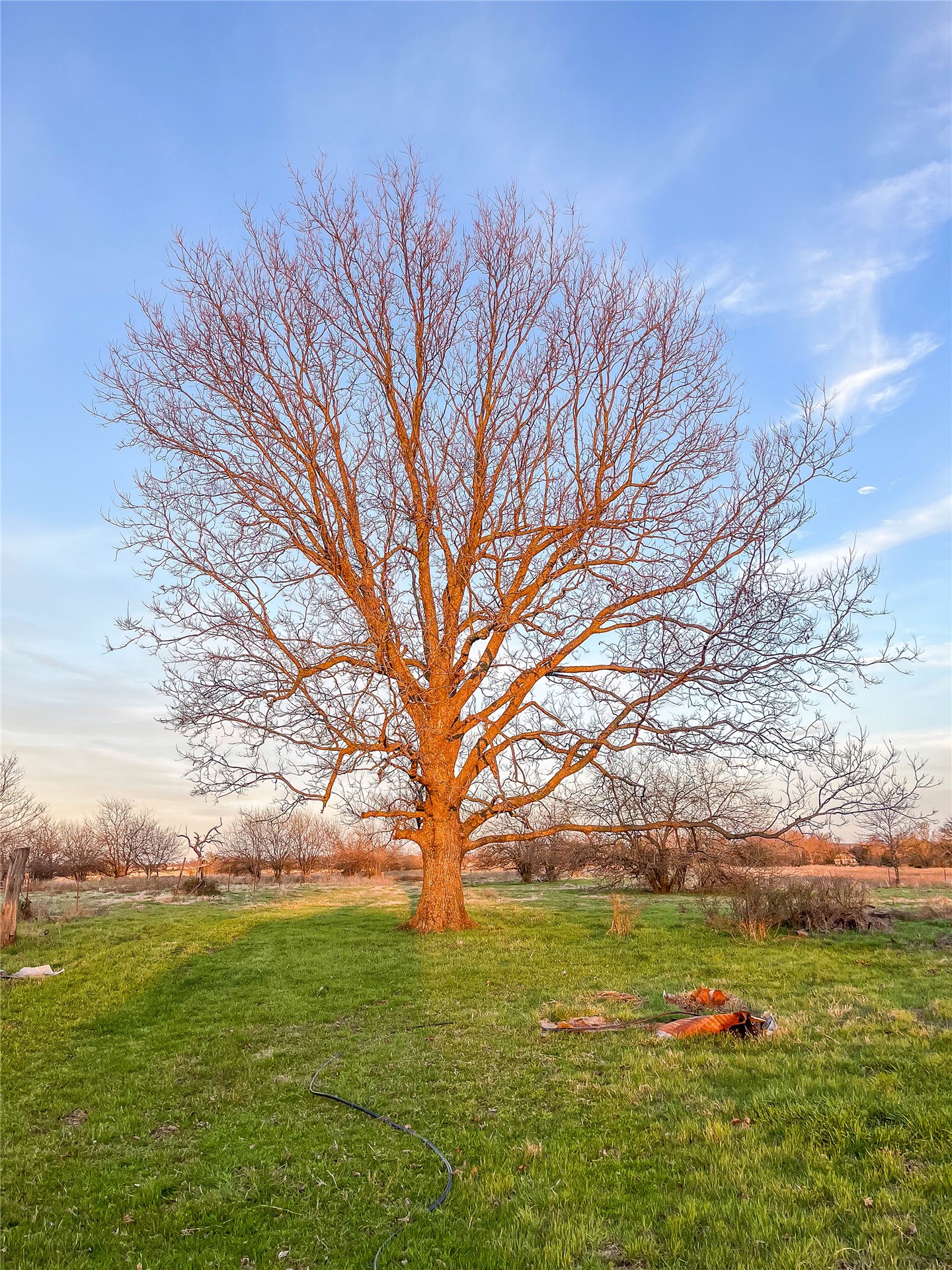 Mature deciduous tree set within a expansive grassy area