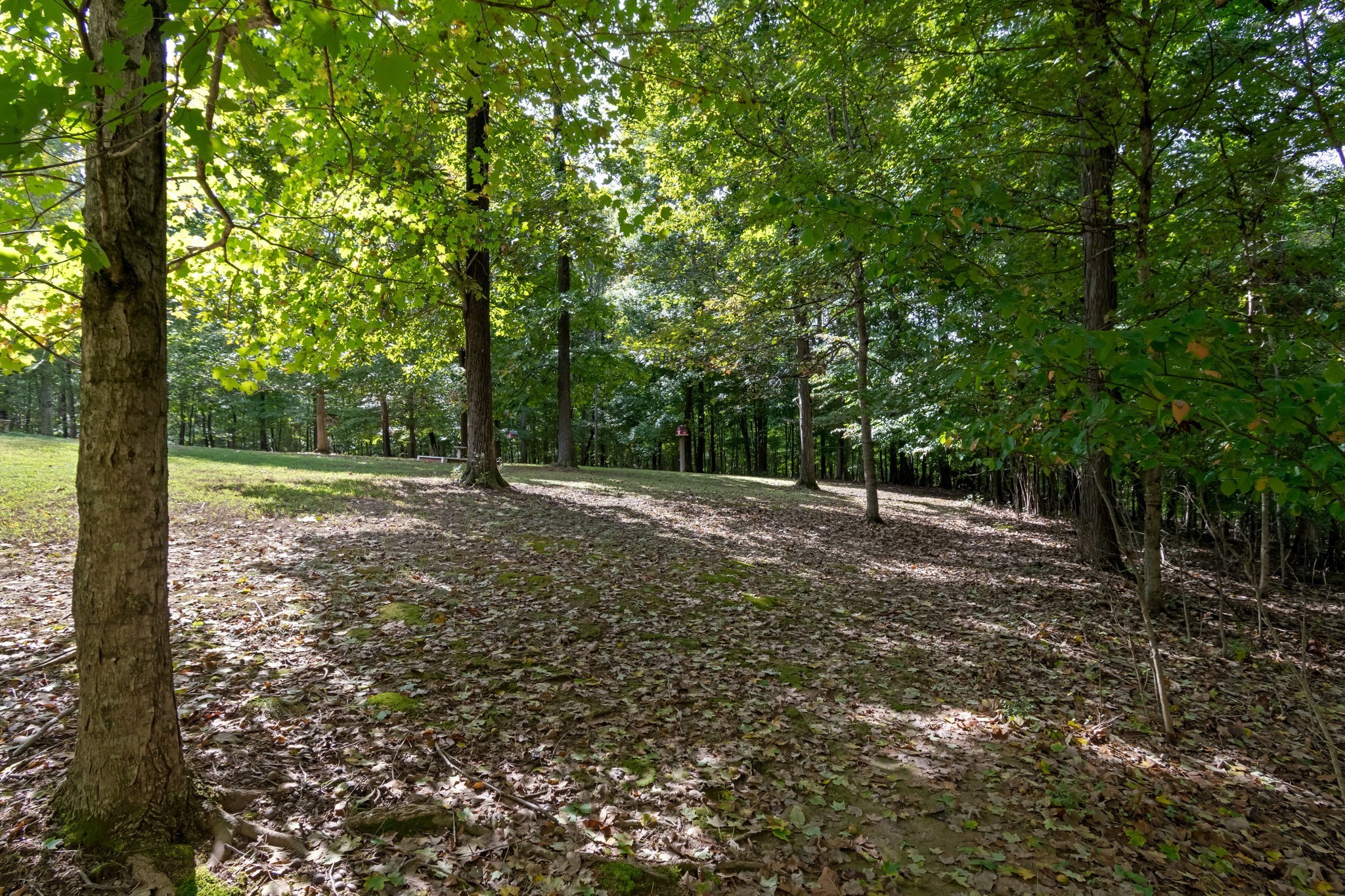 5756 Burgess Gower Road Pleasant View, TN 37146 - Photo 53 of 67 a view of outdoor space with trees