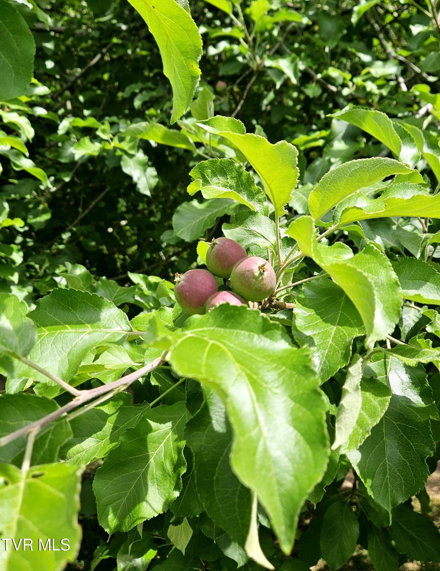 13544 Revera Drive Mendota, VA 24270 - Photo 40 of 58 Revera-Apples