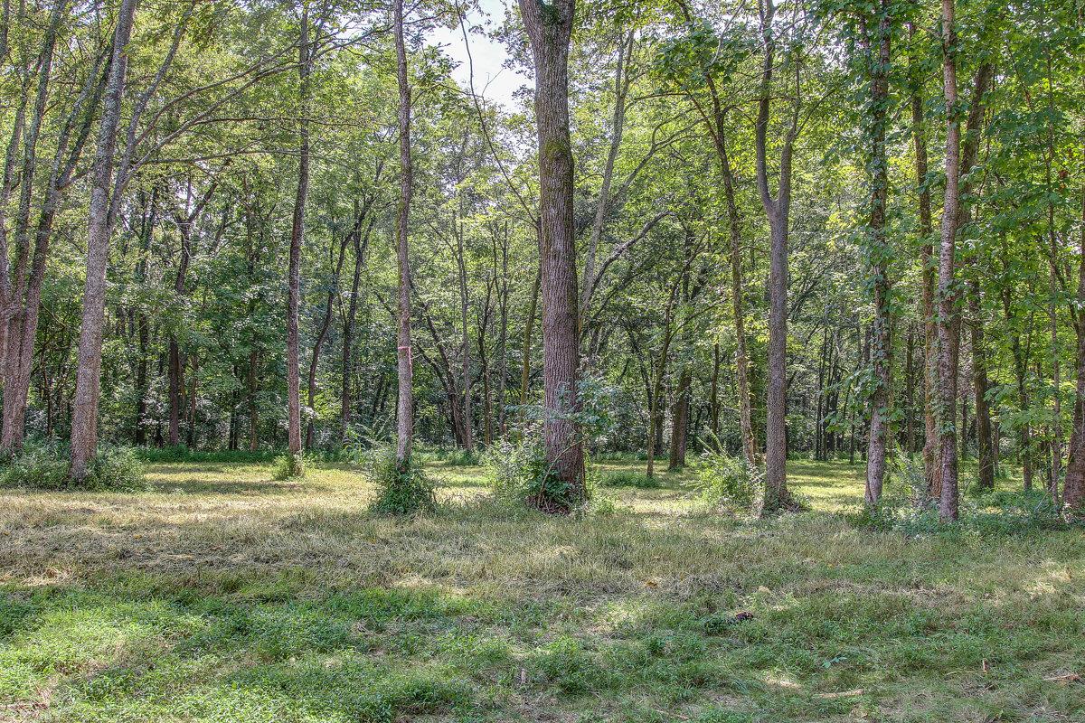 0 Burton Road Mount Juliet, TN 37122 - Photo 2 of 22 a view of outdoor space with trees