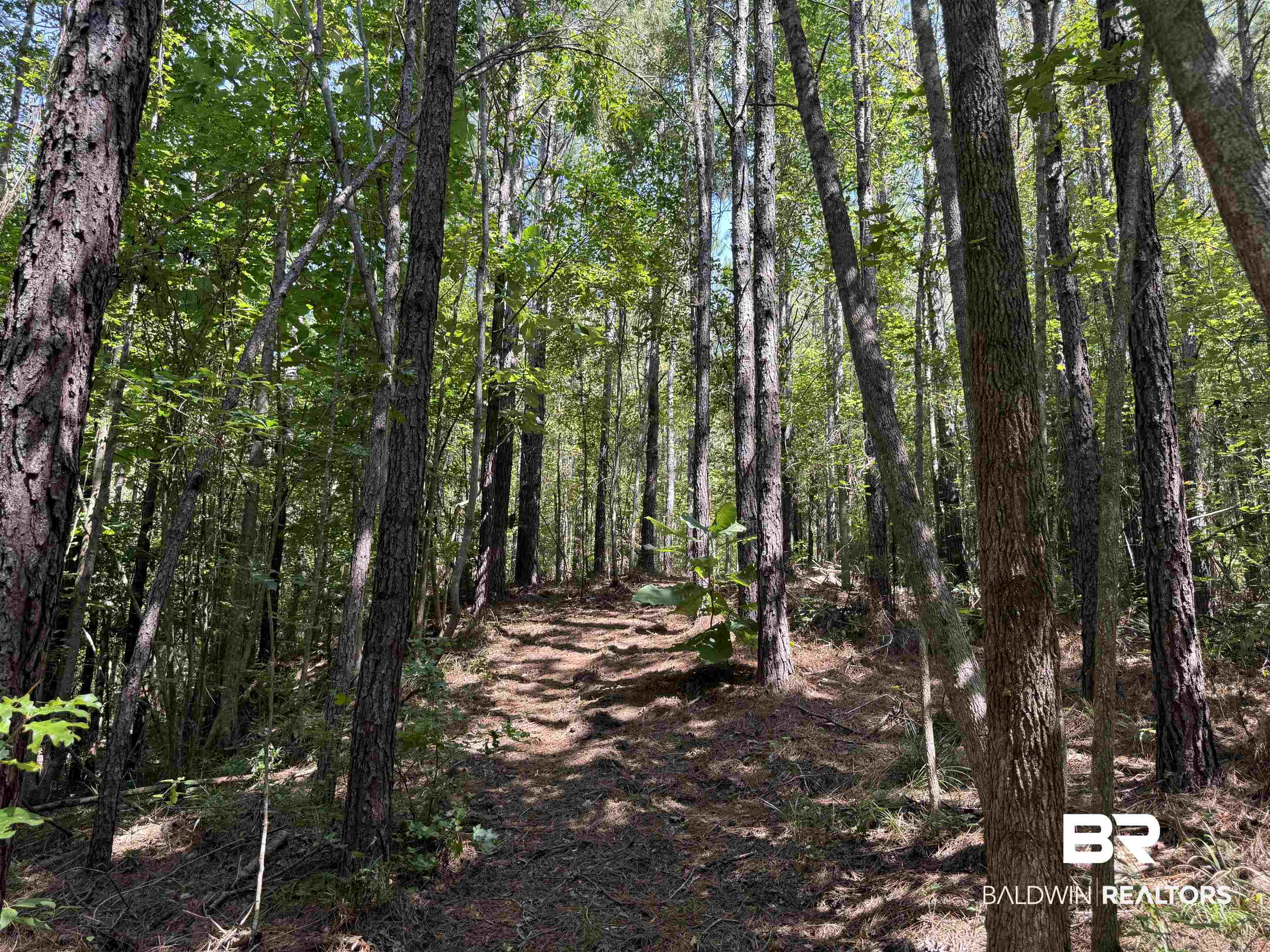 13850 Tallahatta Springs Road Thomasville, AL 36784 - Photo 18 of 27 View of wooded area