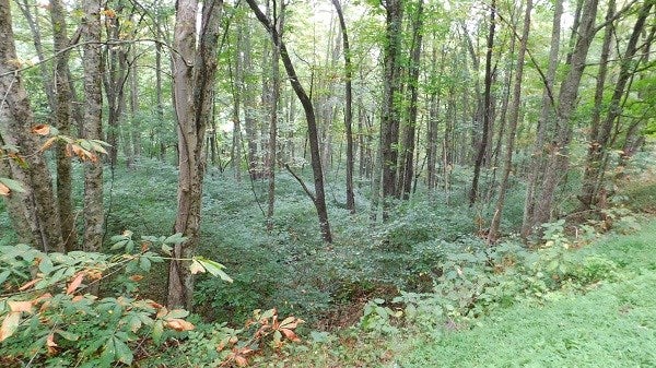 0 Nebo Mountain Road Ceres, VA 24318 - Photo 25 of 33 Gallery Image 25