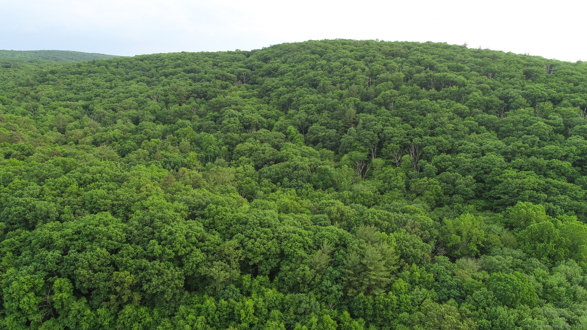 390 Ash Swamp Road Glastonbury, CT 06033 - Photo 7 of 10 a view of a lush green forest with trees in the background