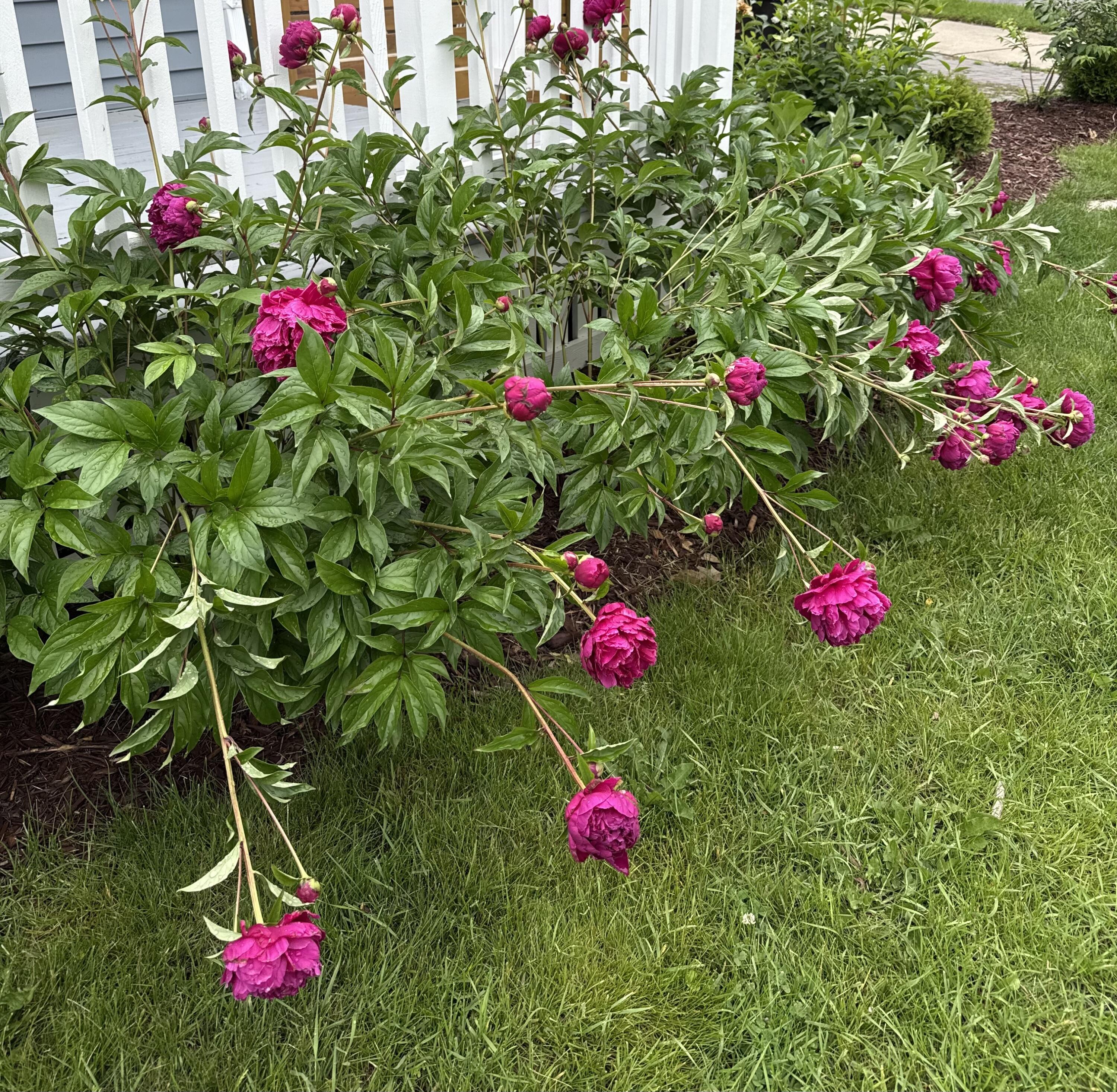 2801 East Rhode Island Avenue Milwaukee, WI 53207 - Photo 33 of 35 Perennial Peonies and Rose Bushes!