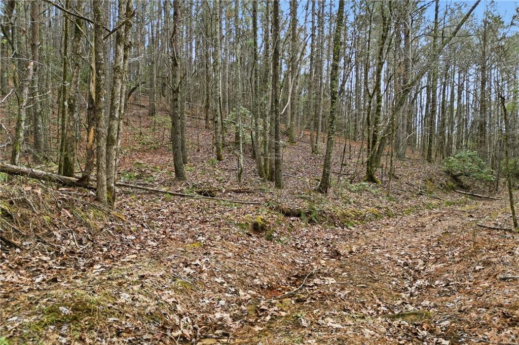 2025 Soap Creek Road Ball Ground, GA 30107 - Photo 15 of 21 a view of a backyard with trees