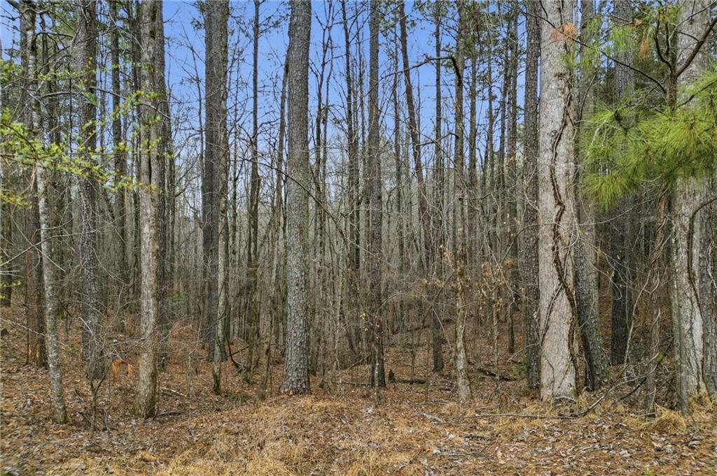 2025 Soap Creek Road Ball Ground, GA 30107 - Photo 10 of 21 a view of a backyard of the house