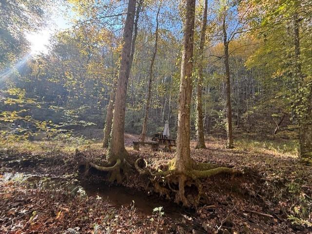650 Mulberry Trail Ellijay, GA 30540 - Photo 11 of 38 a view of a forest that has large trees