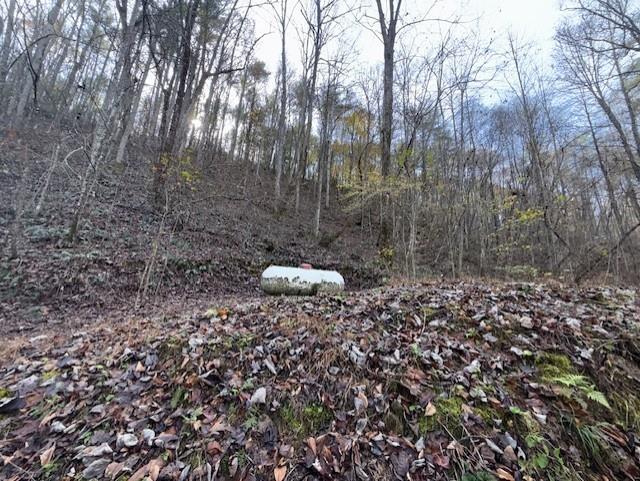 650 Mulberry Trail Ellijay, GA 30540 - Photo 20 of 38 a view of a forest with trees