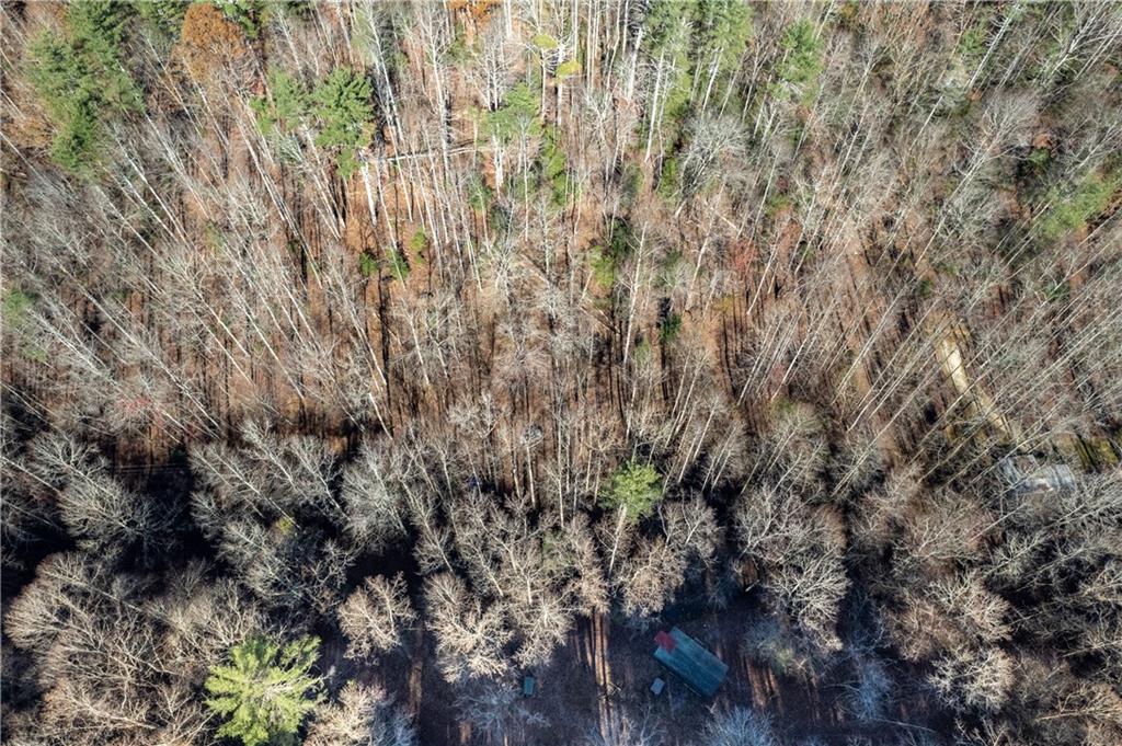 650 Mulberry Trail Ellijay, GA 30540 - Photo 25 of 38 a view of a forest with a tree
