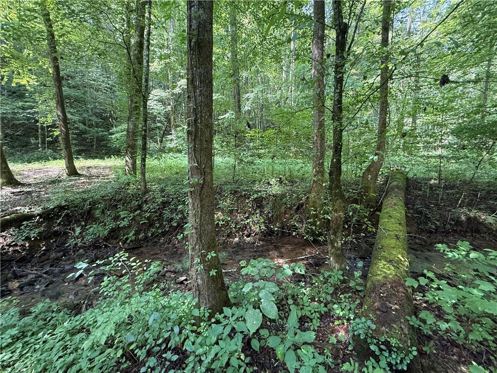 650 Mulberry Trail Ellijay, GA 30540 - Photo 28 of 38 a view of a forest with trees