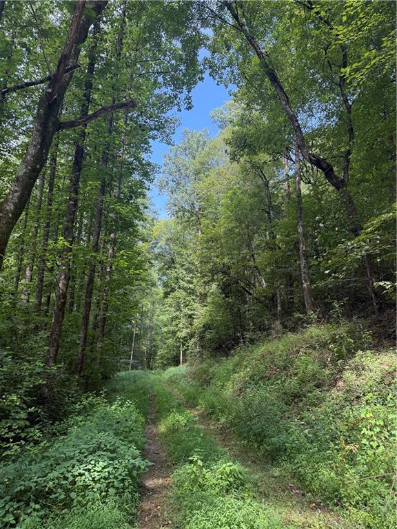 650 Mulberry Trail Ellijay, GA 30540 - Photo 32 of 38 a view of a forest with trees