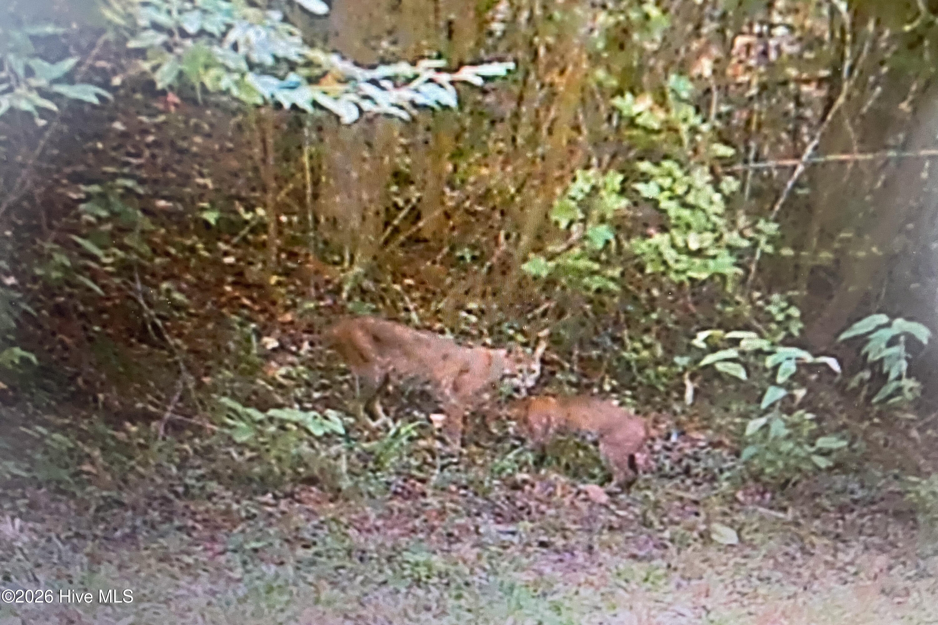 846 Briggs Road North Augusta, SC 29860 - Photo 52 of 58 Wildlife!