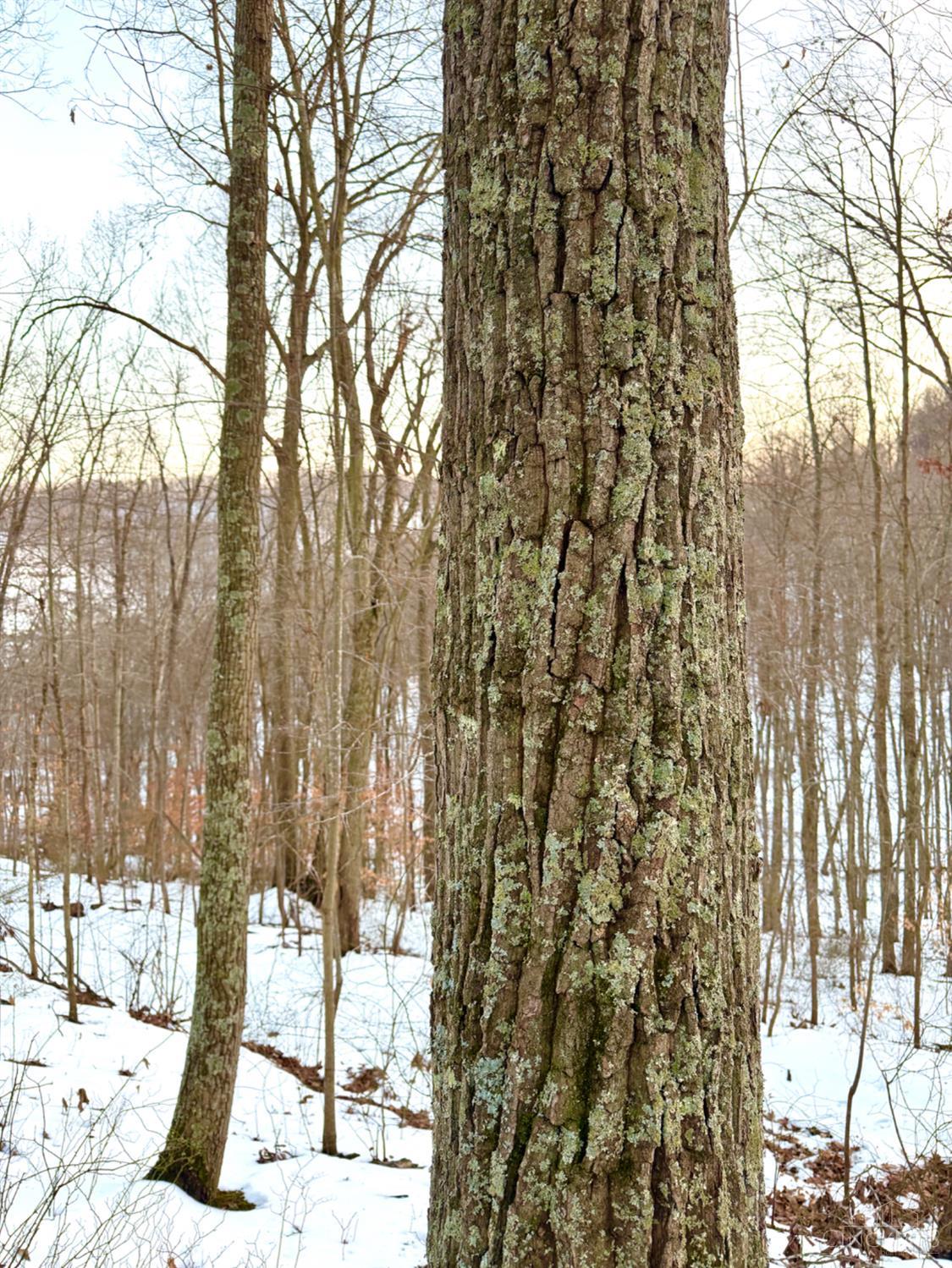 0 Carrs Run Beaver, OH 45613 - Photo 61 of 66