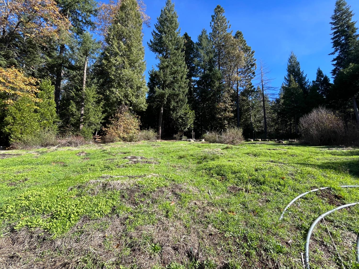 18035 Mobley Springs Road Nevada City, CA 95959 - Photo 16 of 29 a big yard with lots of green space
