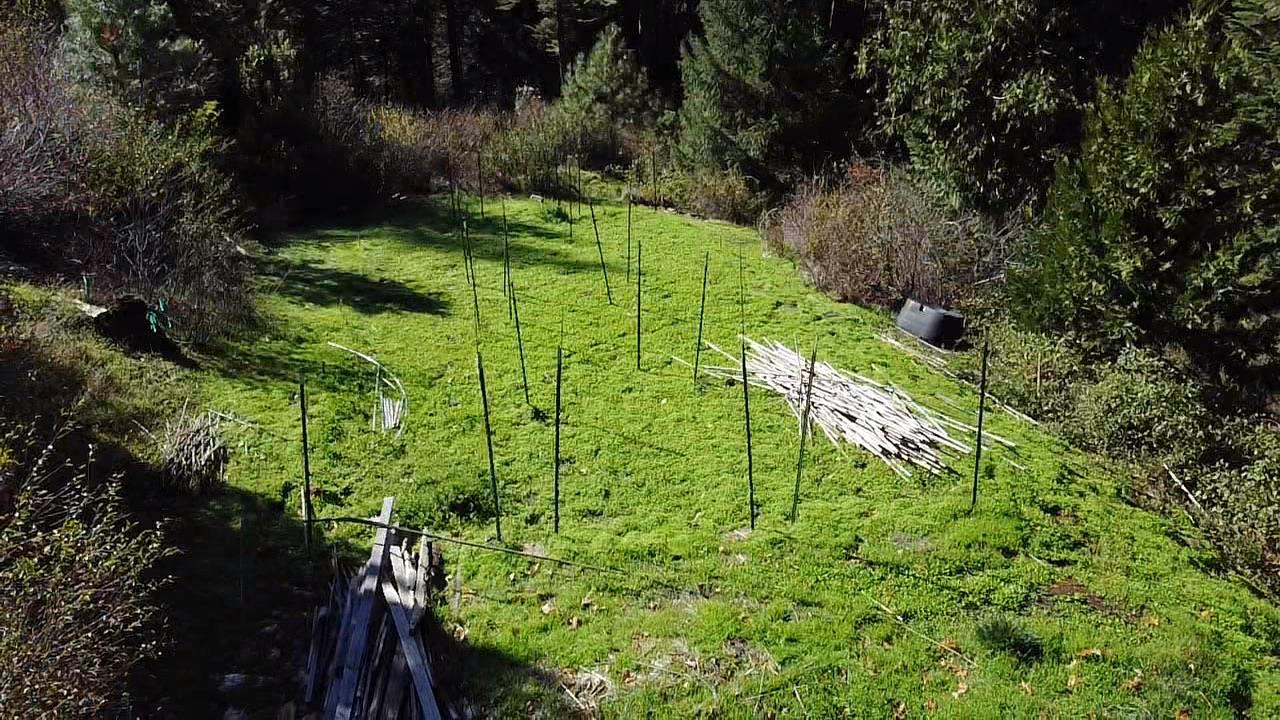 18035 Mobley Springs Road Nevada City, CA 95959 - Photo 19 of 29 a lush green forest with lots of trees