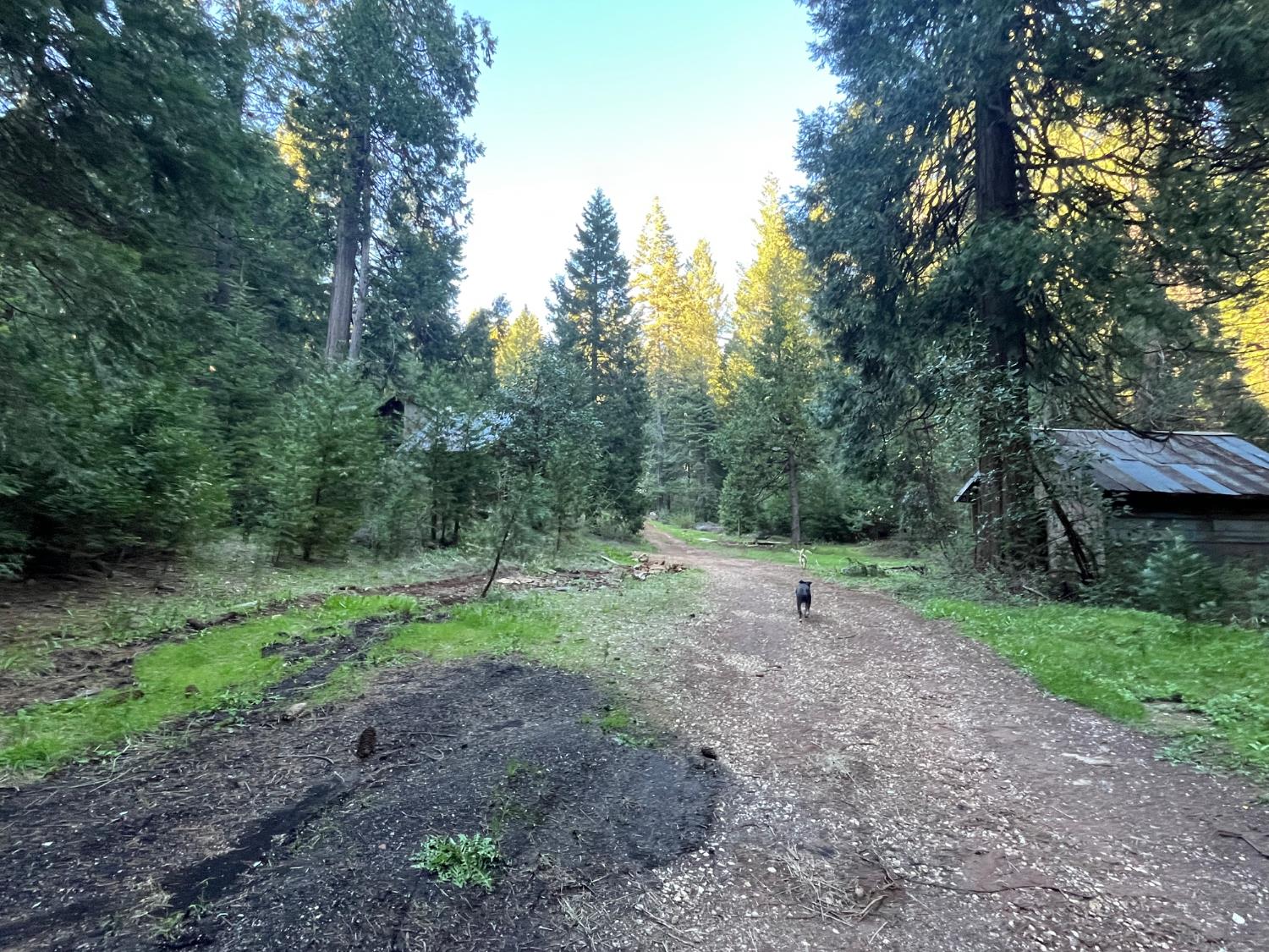 18035 Mobley Springs Road Nevada City, CA 95959 - Photo 23 of 29 a view of a forest with trees in the background