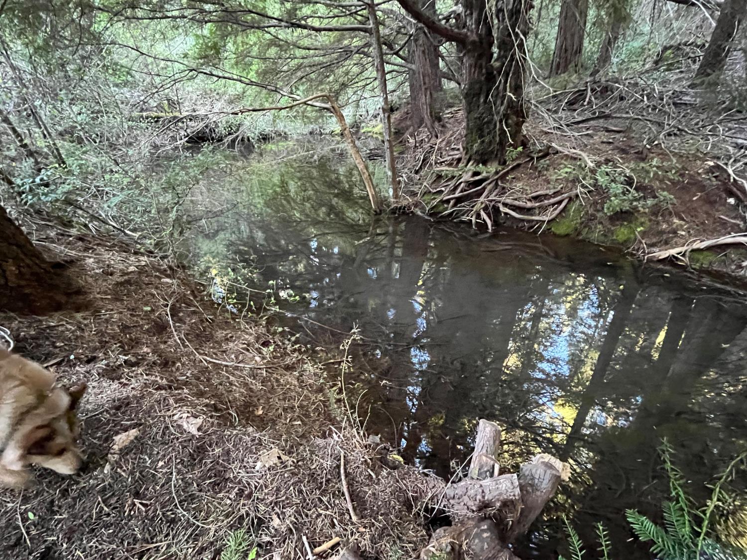 18035 Mobley Springs Road Nevada City, CA 95959 - Photo 25 of 29