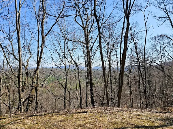 a view of a yard with trees