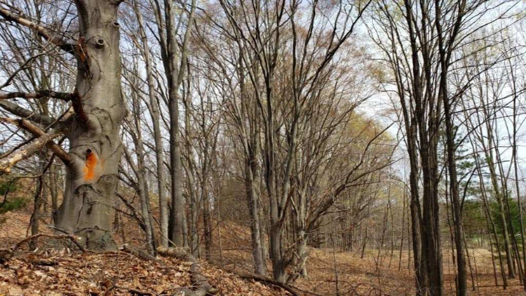3 1/2 East 3 1/2 Mile Road Baldwin, MI 49304 - Photo 3 of 13