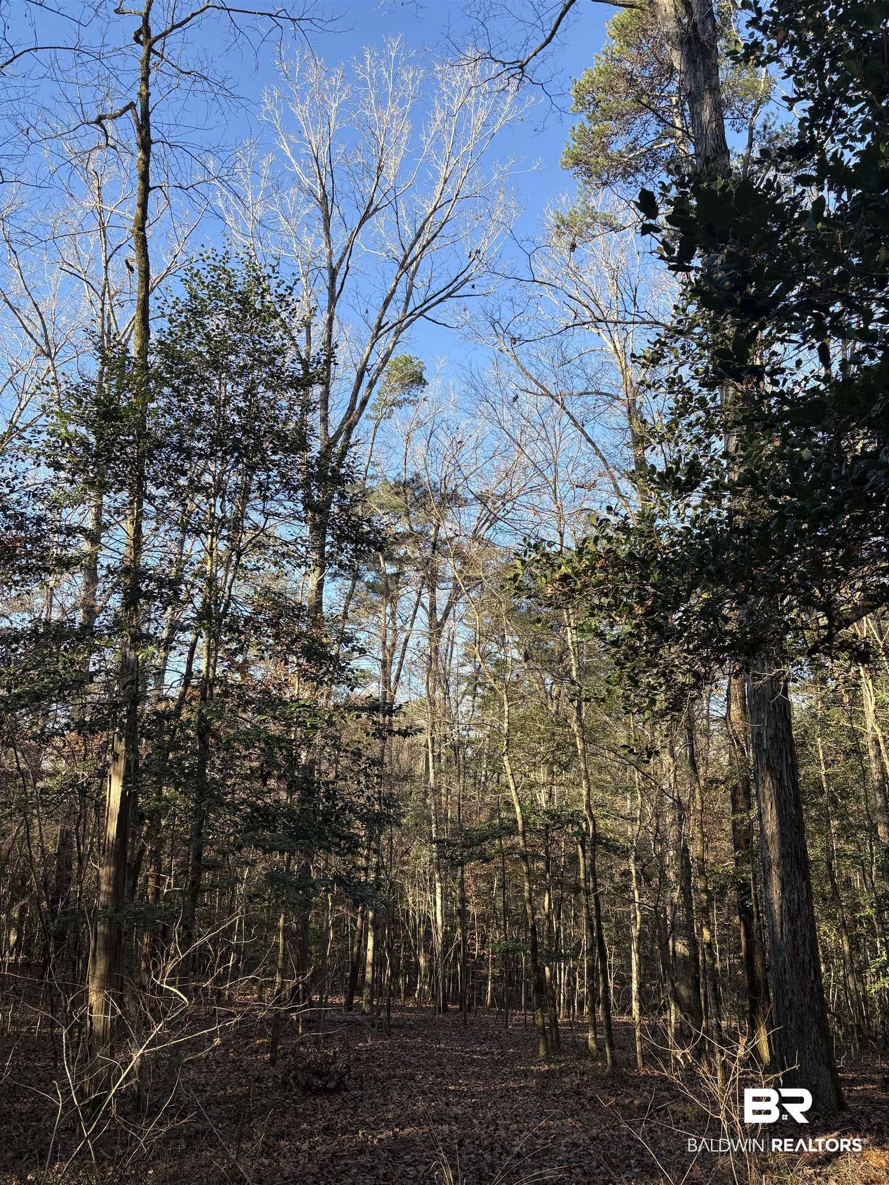 756 Ted Bates Road Evergreen, AL 36401 - Photo 15 of 28 View of nature