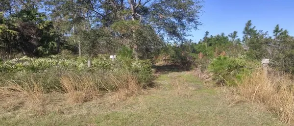 a view of a yard