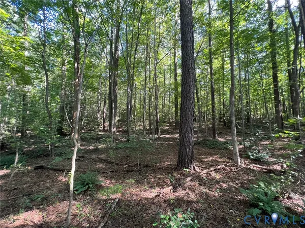 a view of a forest filled with trees