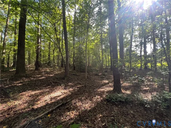 a view of a forest with trees