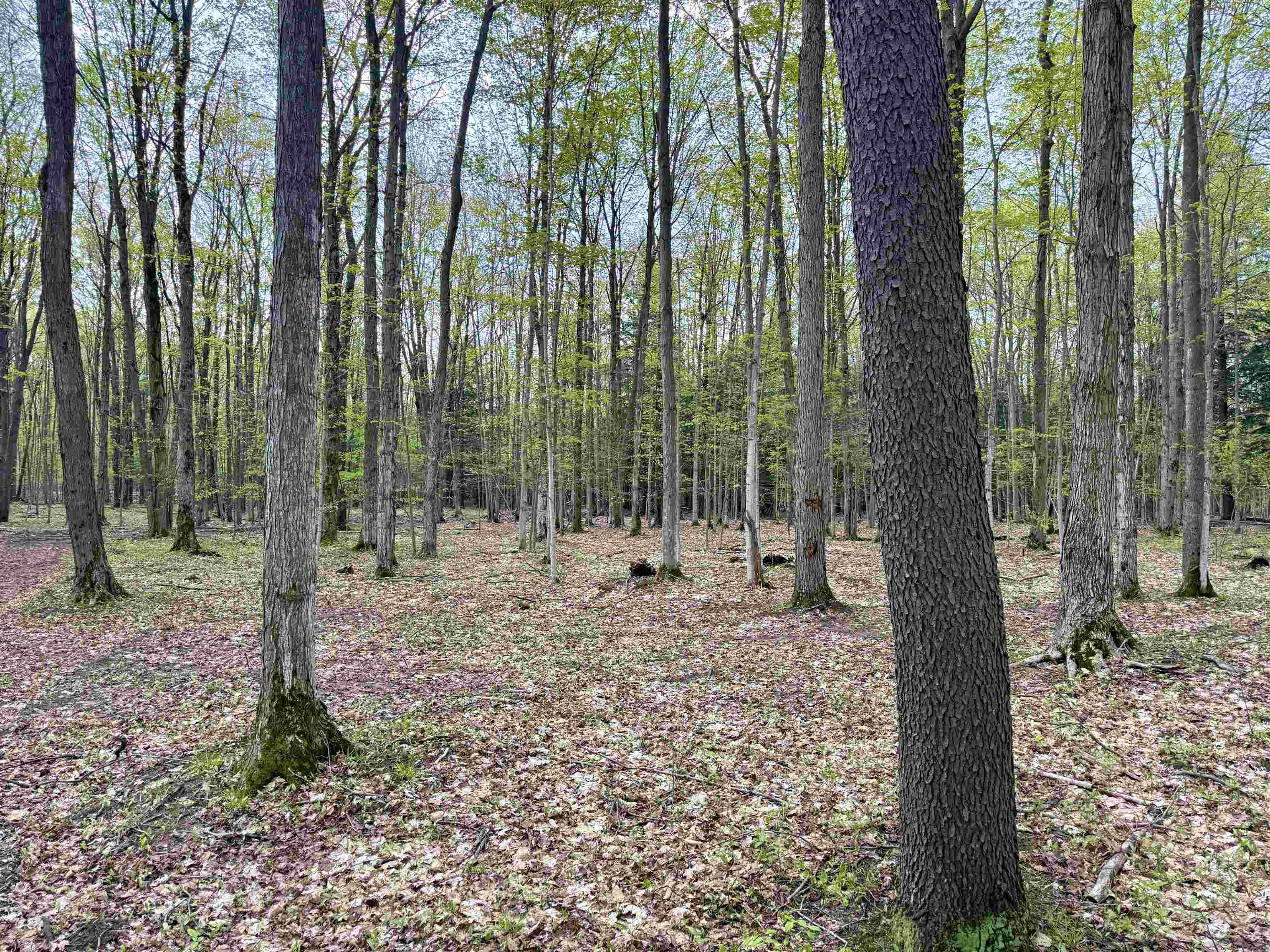 6639 Fall Road Grawn, MI 49637 - Photo 11 of 24