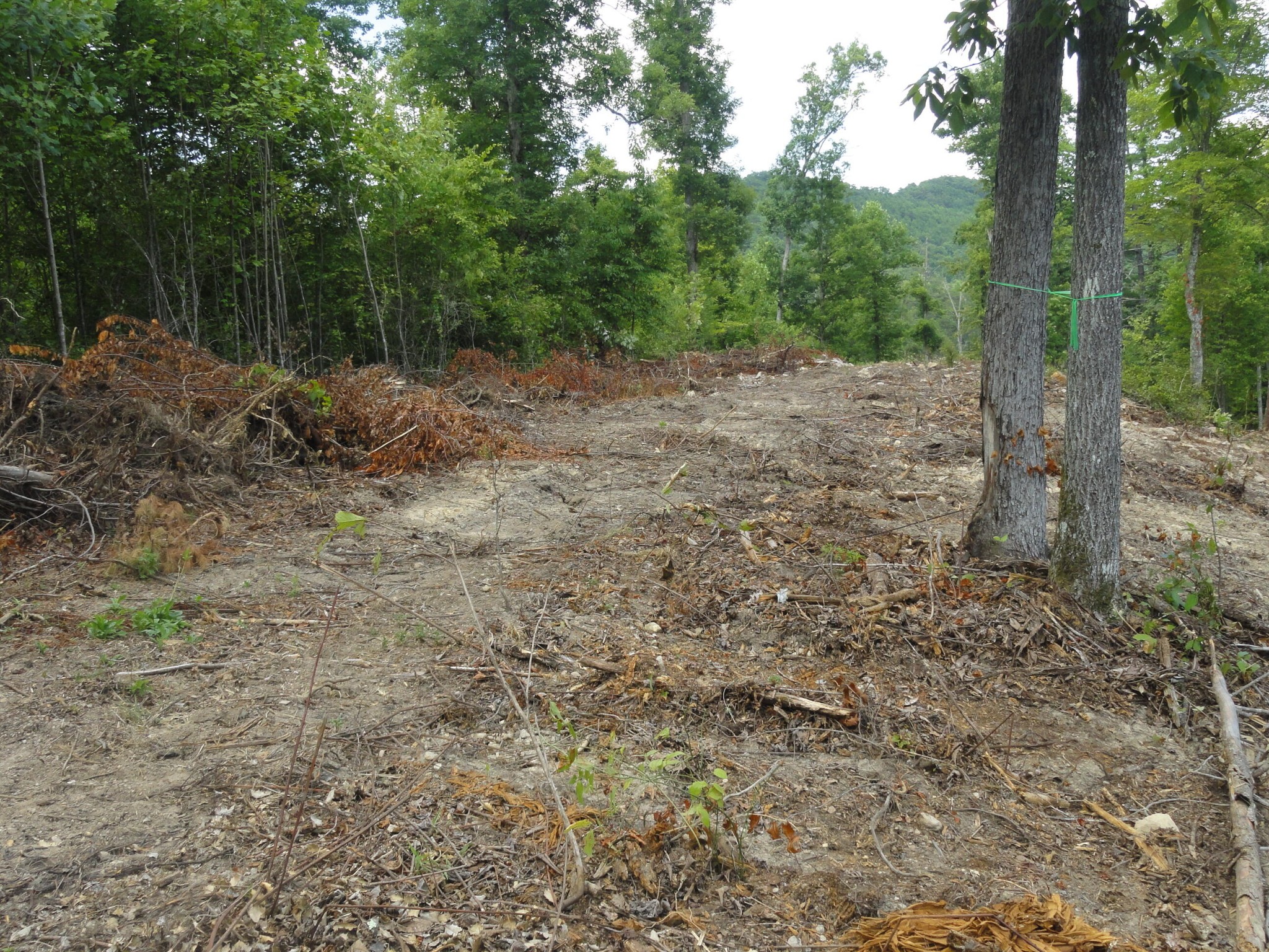 2277 Tellico Reliance Road Reliance, TN 37369 - Photo 14 of 34 a view of a forest with trees in the background