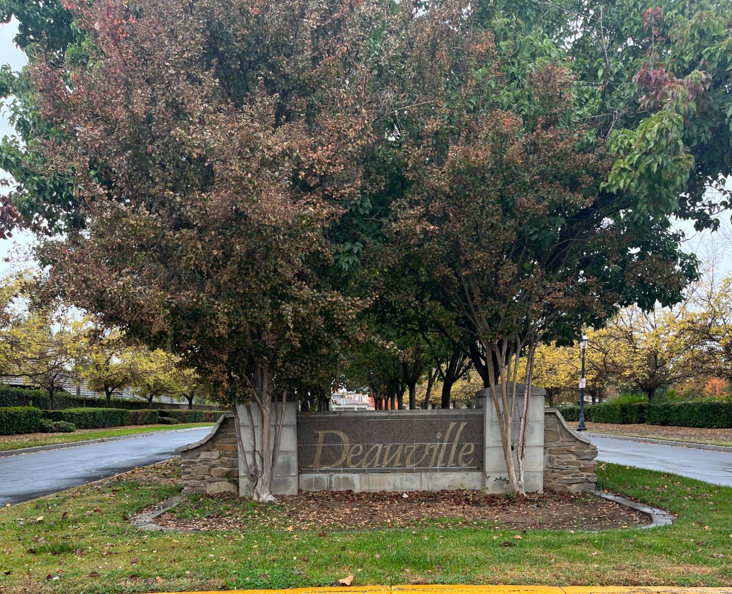2439 Prescott Avenue Clovis, CA 93619 - Photo 24 of 25 a view of a yard with large trees