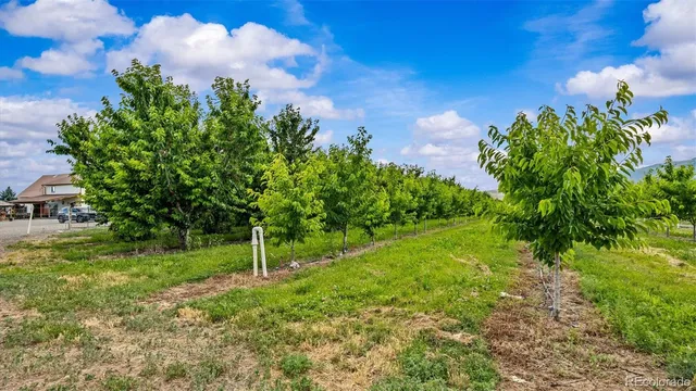 a green field with lots of bushes