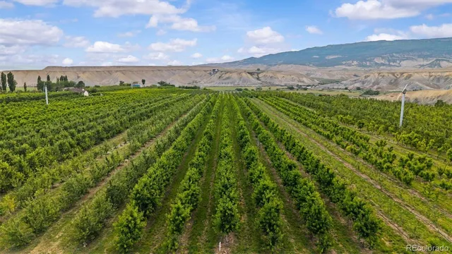 a view of a city with lush green forest