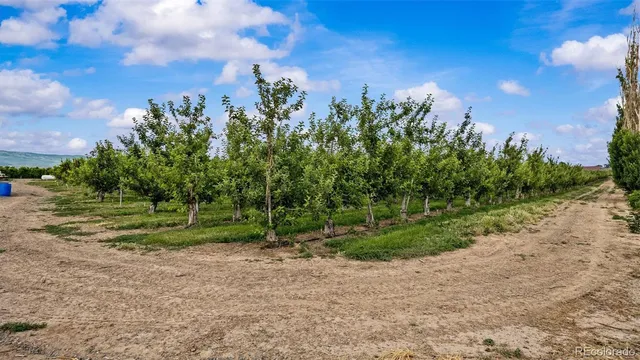 a view of a yard with a tree