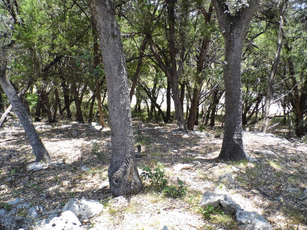 12333 B Ranch Road 12, Unit 2 Wimberley, TX 78676 - Photo 17 of 25 a view of outdoor space with trees