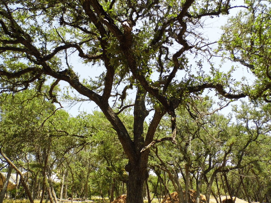 12333 B Ranch Road 12, Unit 2 Wimberley, TX 78676 - Photo 18 of 25 a view of tree