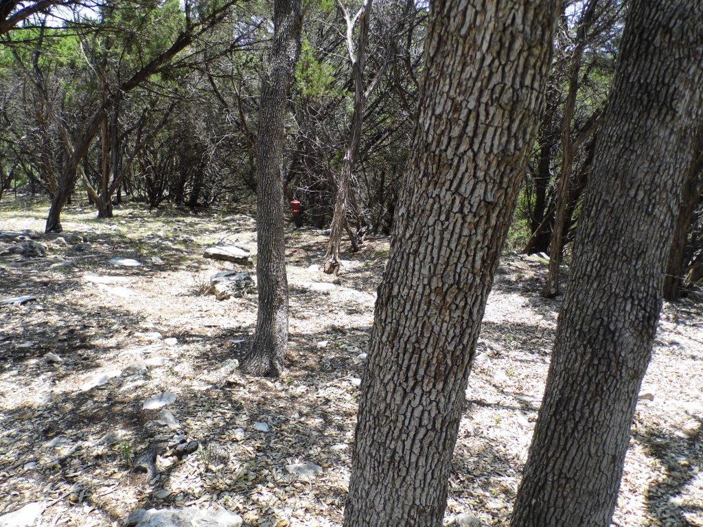 12333 B Ranch Road 12, Unit 2 Wimberley, TX 78676 - Photo 19 of 25 a view of outdoor space with lots of trees