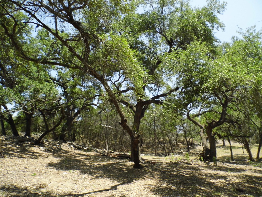 12333 B Ranch Road 12, Unit 2 Wimberley, TX 78676 - Photo 21 of 25 a view of outdoor space with trees