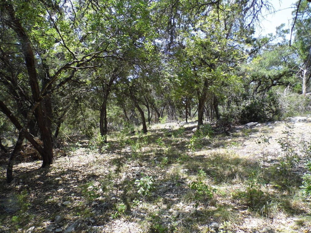 12333 B Ranch Road 12, Unit 2 Wimberley, TX 78676 - Photo 8 of 25 a view of a forest with trees