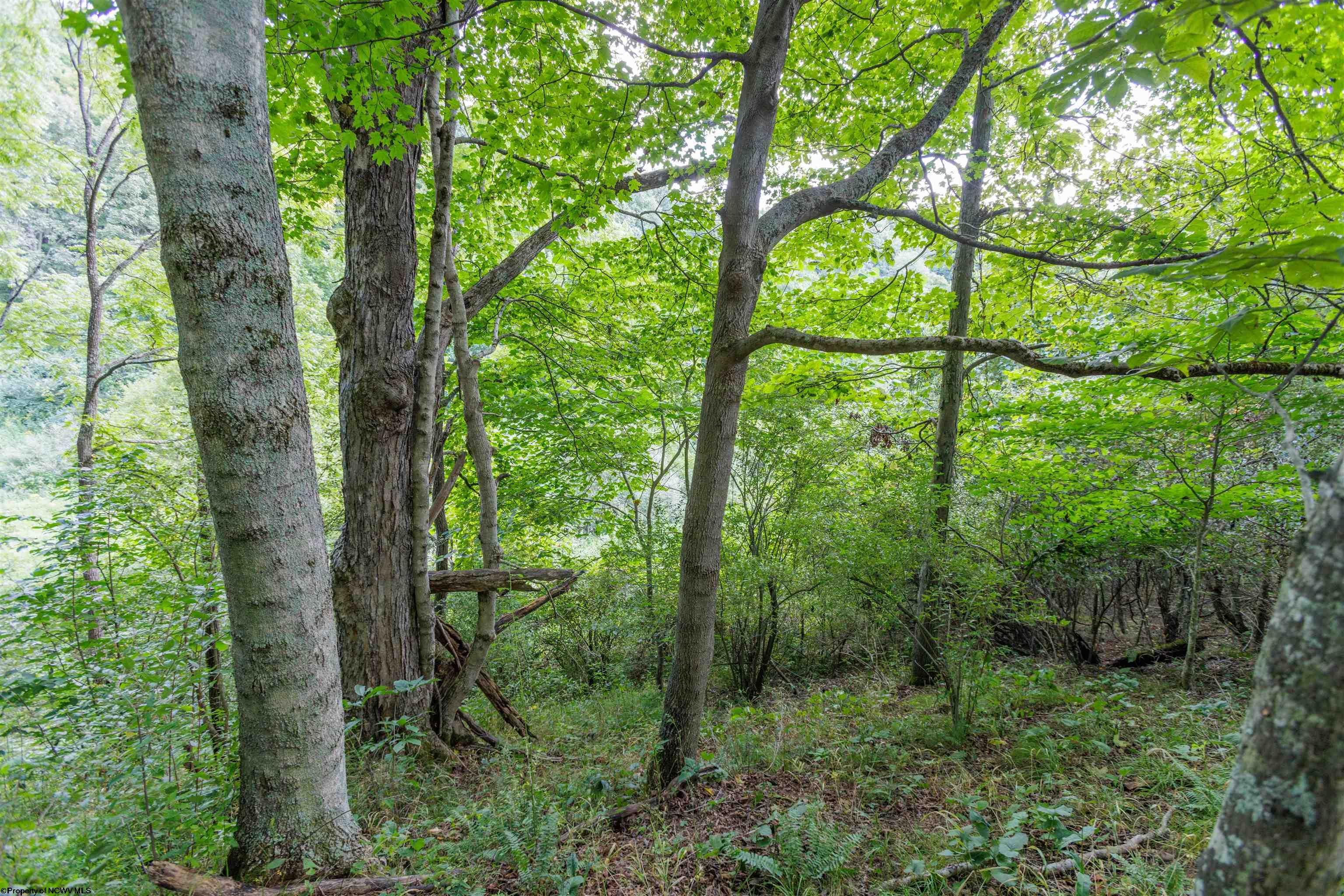 Tbd Green Valley Road Buckhannon, WV 26201 - Photo 18 of 49 Gallery Image 18