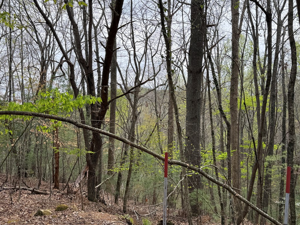 487 Wikle Road Hayesville, NC 28904 - Photo 19 of 50