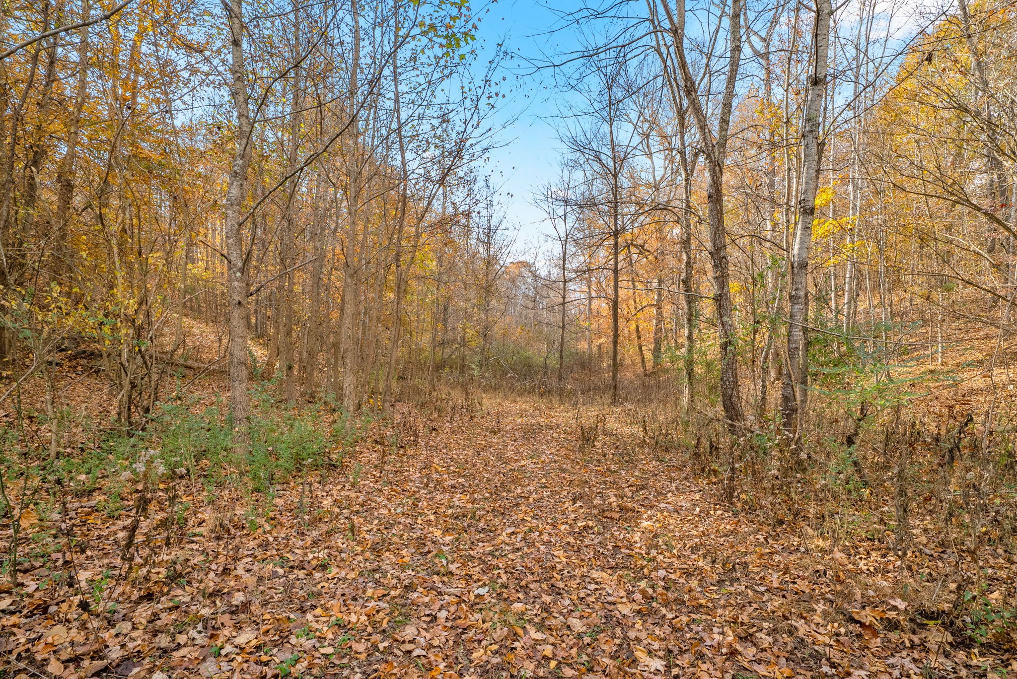 0 Upper Standing Rock Road Dover, TN 37058 - Photo 11 of 47 a view of backyard with green space