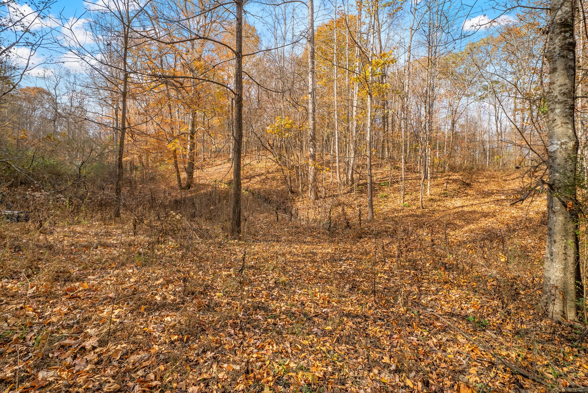 0 Upper Standing Rock Road Dover, TN 37058 - Photo 18 of 47 a backyard of a house with lots of green space