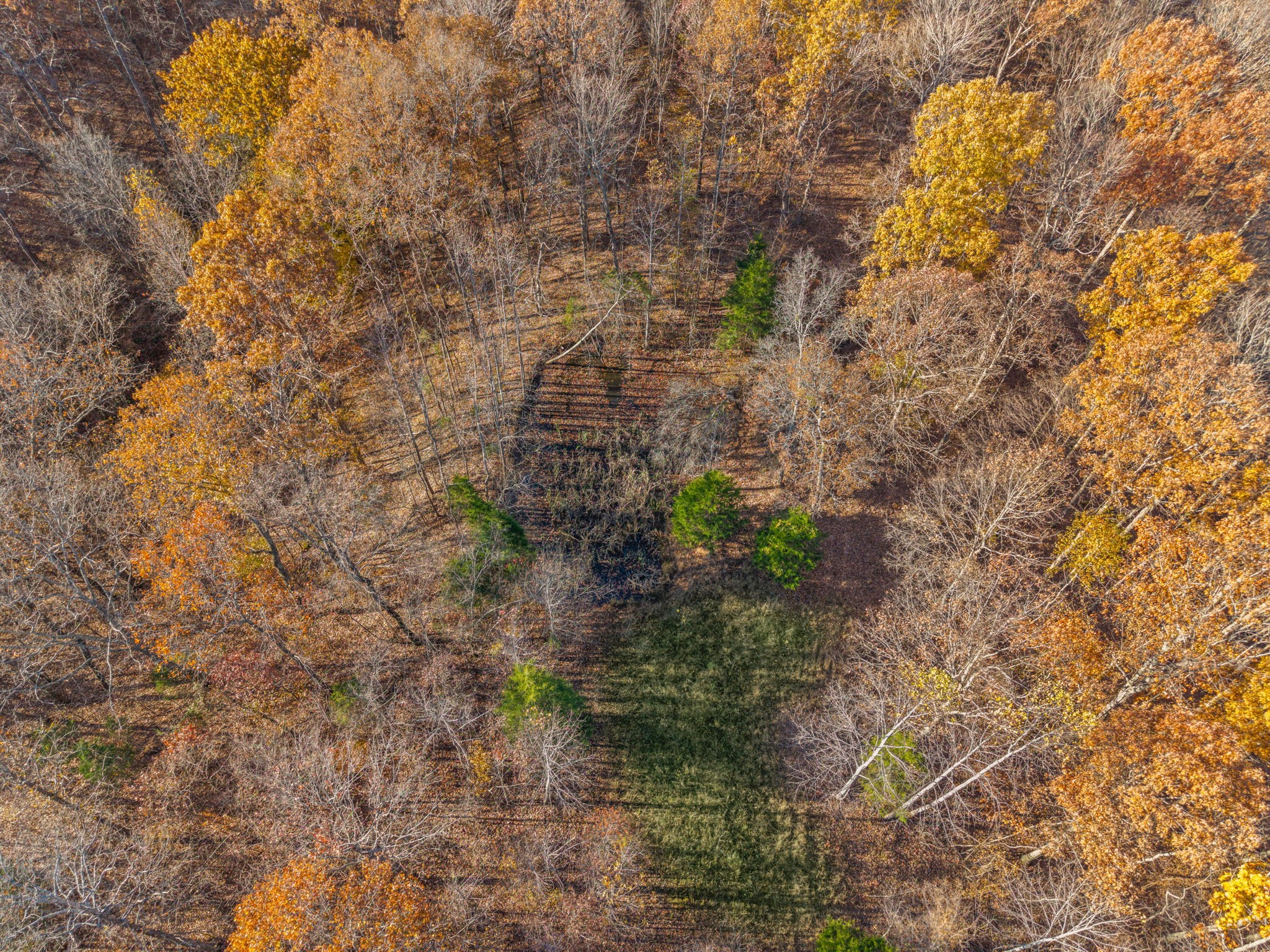 0 Upper Standing Rock Road Dover, TN 37058 - Photo 26 of 47 a close up of a plant