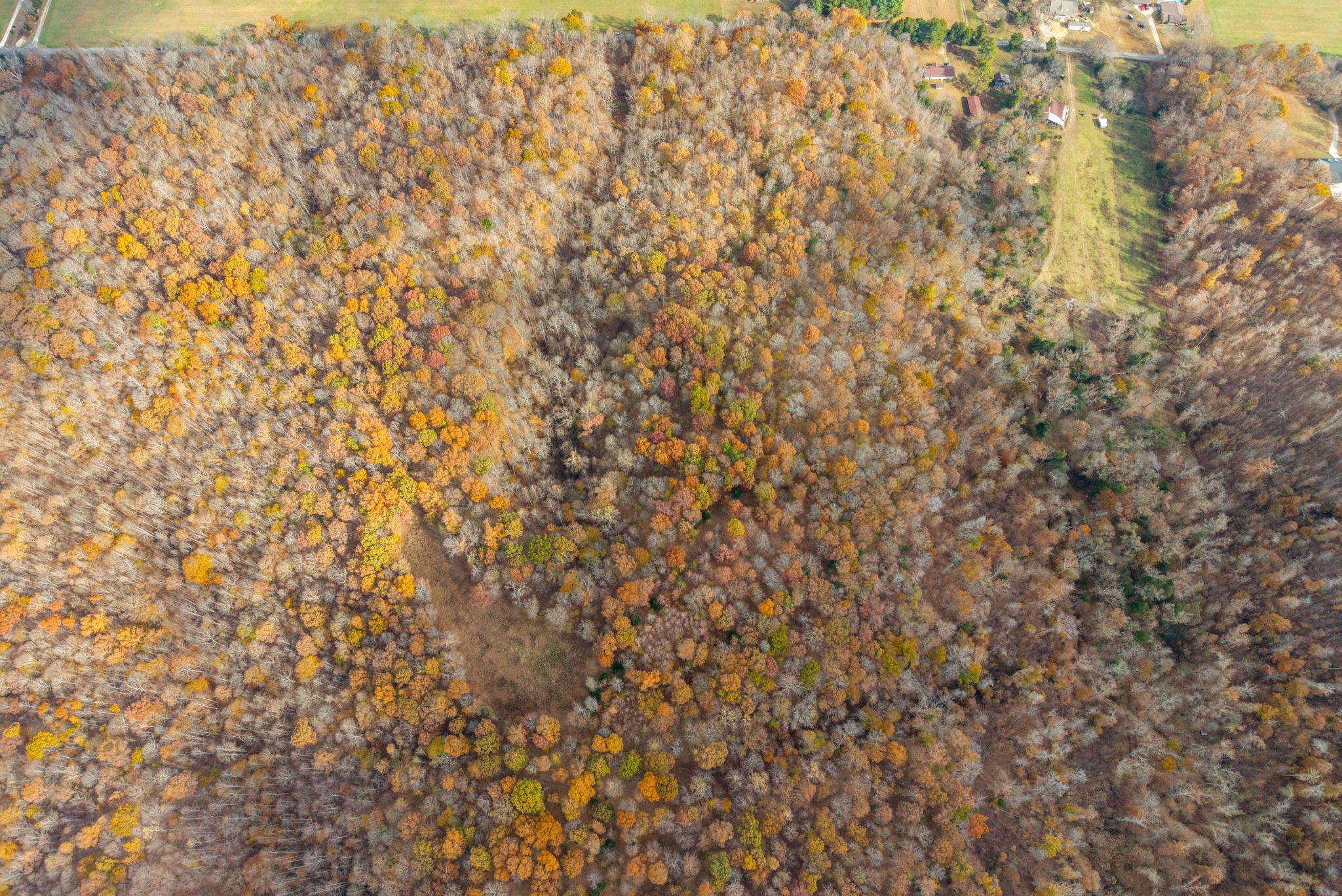 0 Upper Standing Rock Road Dover, TN 37058 - Photo 44 of 47 a close up of a plant