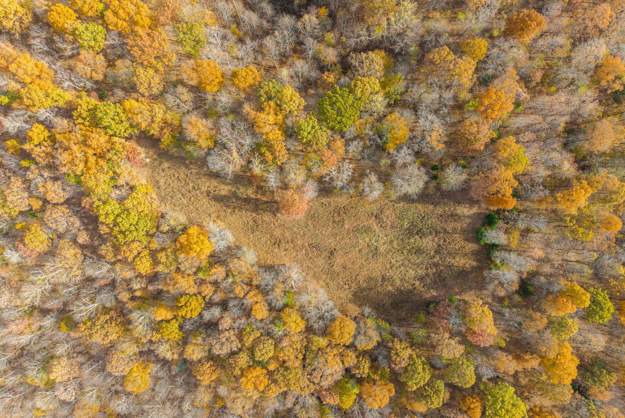 0 Upper Standing Rock Road Dover, TN 37058 - Photo 6 of 47 a close up of a plant