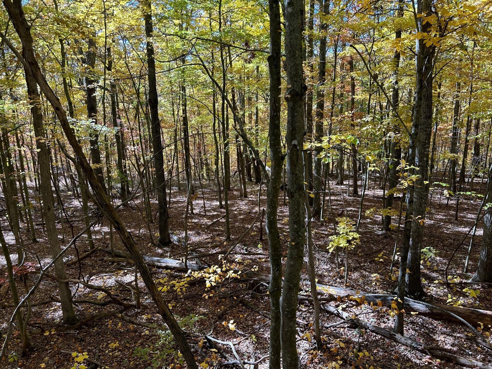42 Snake Run Road Rainelle, WV 25962 - Photo 20 of 28 Gallery Image 20