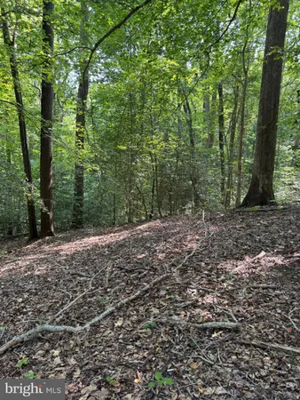 a view of a forest with trees