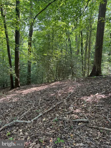 a view of a forest with trees